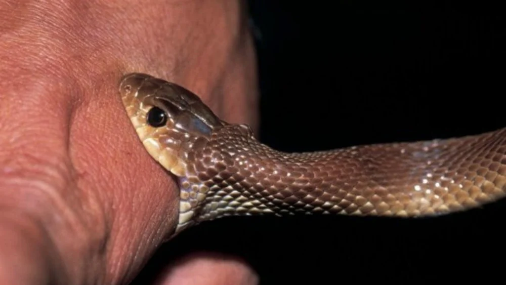 snake bite